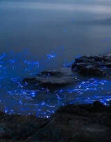 会发光的海，夜晚的马尔代夫荧光海滩唯美好看图片