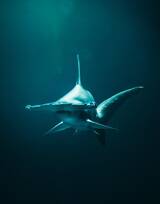 海洋里的霸主鲨鱼图片集