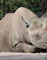 陆地上的独角兽，看似笨重却强壮无比的大犀牛