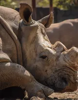 陆地上的独角兽，看似笨重却强壮无比的大犀牛