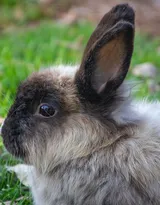 萌翻了的小兔子图片