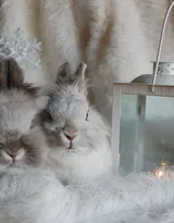 萌翻了的小兔子图片