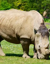 陆地上的独角兽，看似笨重却强壮无比的大犀牛