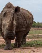 陆地上的独角兽，看似笨重却强壮无比的大犀牛