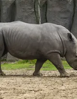 陆地上的独角兽，看似笨重却强壮无比的大犀牛