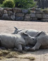 陆地上的独角兽，看似笨重却强壮无比的大犀牛