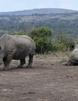陆地上的独角兽，看似笨重却强壮无比的大犀牛