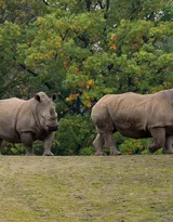 陆地上的独角兽，看似笨重却强壮无比的大犀牛