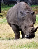 陆地上的独角兽，看似笨重却强壮无比的大犀牛