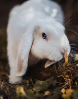 萌翻了的小兔子图片