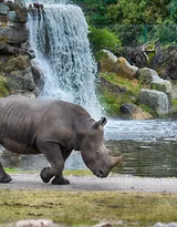陆地上的独角兽，看似笨重却强壮无比的大犀牛