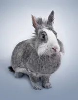 萌翻了的小兔子图片