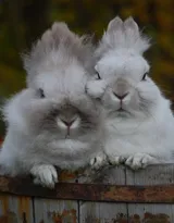 萌翻了的小兔子图片