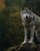 来自森林的霸主“狼”高清图片