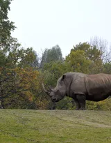 陆地上的独角兽，看似笨重却强壮无比的大犀牛