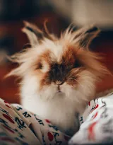 萌翻了的小兔子图片