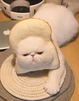 可爱的萌宠猫和狗狗的图片