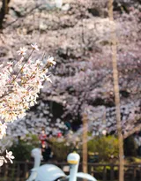 被奉为日本国花的“樱花”写真图片大全