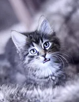 可爱的大眼萌猫高清图片免费下载