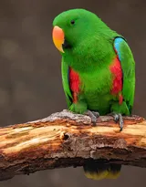 最有灵性的鸟，黄嘴绿毛的鹦鹉图片