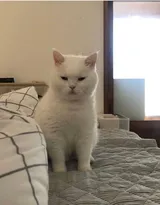 可爱的萌宠猫和狗狗的图片