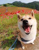 花中最灿烂的狗狗笑容图片高清