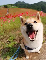 花中最灿烂的狗狗笑容图片高清