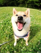 花中最灿烂的狗狗笑容图片高清