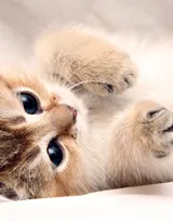 可爱的大眼萌猫高清图片免费下载