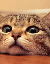 可爱的大眼萌猫高清图片免费下载