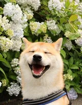 花中最灿烂的狗狗笑容图片高清
