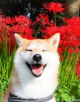 花中最灿烂的狗狗笑容图片高清
