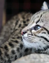 可爱的大眼萌猫高清图片免费下载