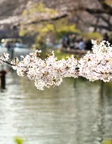 被奉为日本国花的“樱花”写真图片大全