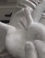 可爱的萌宠猫和狗狗的图片