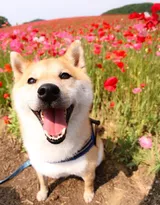 花中最灿烂的狗狗笑容图片高清