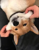 可爱的萌宠猫和狗狗的图片