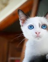 可爱的大眼萌猫高清图片免费下载