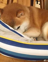 可爱的萌宠猫和狗狗的图片