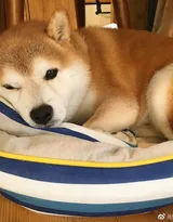 可爱的萌宠猫和狗狗的图片