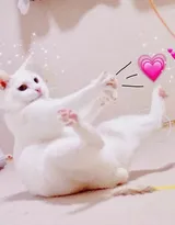 可爱的萌宠猫和狗狗的图片