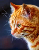 可爱的大眼萌猫高清图片免费下载