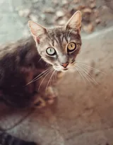 可爱的大眼萌猫高清图片免费下载