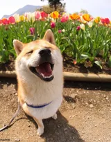 花中最灿烂的狗狗笑容图片高清