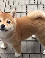 可爱的萌宠猫和狗狗的图片