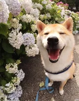 花中最灿烂的狗狗笑容图片高清