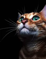 可爱的大眼萌猫高清图片免费下载