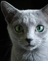 可爱的大眼萌猫高清图片免费下载