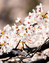被奉为日本国花的“樱花”写真图片大全