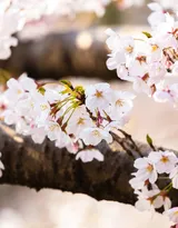 被奉为日本国花的“樱花”写真图片大全